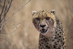 Gepard