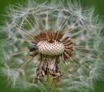 Dandelion Glob