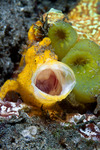 Frogfish