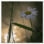 Pr&auml;stkrage i gr&auml;slig omgivning