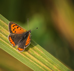Liten guldvinge med h&ouml;sttoner.