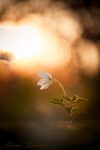 Anemone nemorosa