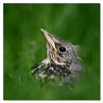 Ung bj&ouml;rktrast i det gr&ouml;na