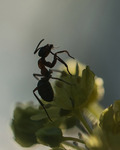 Myran och l&ouml;nnblomman