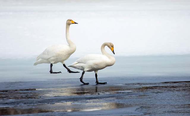 S&aring;ngsvanar p&aring; &auml;lvens is.