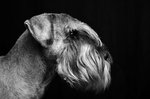Schnauzer Lotuz
