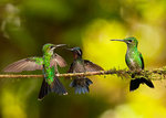 Argumentation mellan tre kolibrier