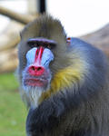 Mandrill