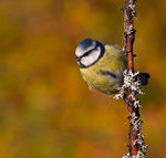 Bl&aring;mes i kv&auml;llssol