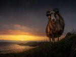 Sunset sheep