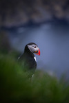 Contemplating puffin