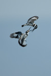 The pied kingfishers (Ceryle rudis)