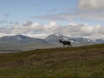 Ren utsikt i Mittådalen