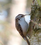 D&auml;r fick jag dig