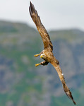 Eagle in a turn