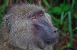 Olive Baboon