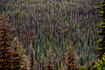 Pine trees in Canada