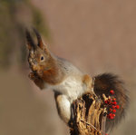 Min &auml;rrade v&auml;n