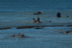 Sjöelefanthannar Kaliforniens kust