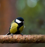 En helt vanlig talgoxe