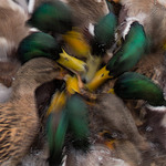 Var &auml;r den  d&auml;r br&ouml;dbiten ?