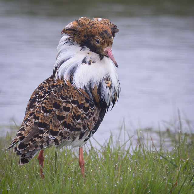 Haute couture