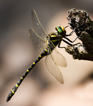 Kungstrollsl&auml;ndan