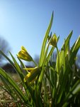 Vårblommor