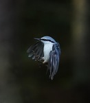 N&ouml;tv&auml;cka