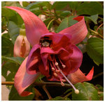 Bella Rozella f&aring;r humlebes&ouml;k