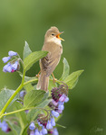 Kärrsångare / Marsh Warbler