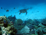 Turtle and Reef