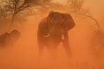 Elephant in sandstorm