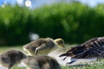 Baby Svan på slottsparken i Malmö.