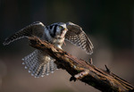 Northern hawk owl strikes a pose