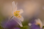 Wood anemone in blue