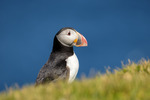 The Puffin