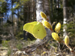 Citronfjäril i vårljus