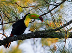 Keel-billed Toucan