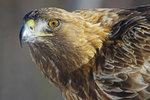 Porträtt Golden Eagle