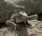 Aruba, The Iguana better known locally as Yuwana