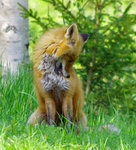 Putsning p&aring;g&aring;r.....