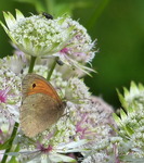 Gr&auml;sfj&auml;ril
