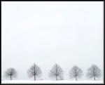 Fem träd snöstorm