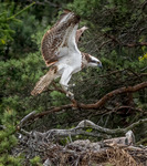Fiskgjuse landar i boet..