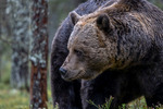Brunbjörn i gammelskog