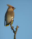 Sidensvans4 - digiscoping