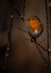 Rödhake - European Robin (Erithacus rubecula)-9184-030423.jpg