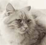 Truls