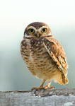 Burrowing owl